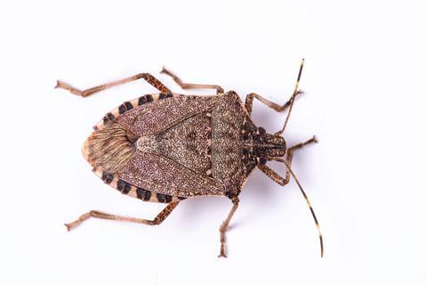 Stink bug